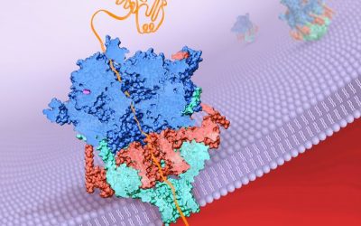 August 27, 2018 | UCLA-led study reveals the mechanism that helps malaria parasites take over human red blood cells