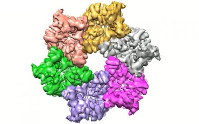 March 25, 2019 | Study reveals key details about bacterium that increases risk for stomach cancer